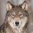 Gray Wolf